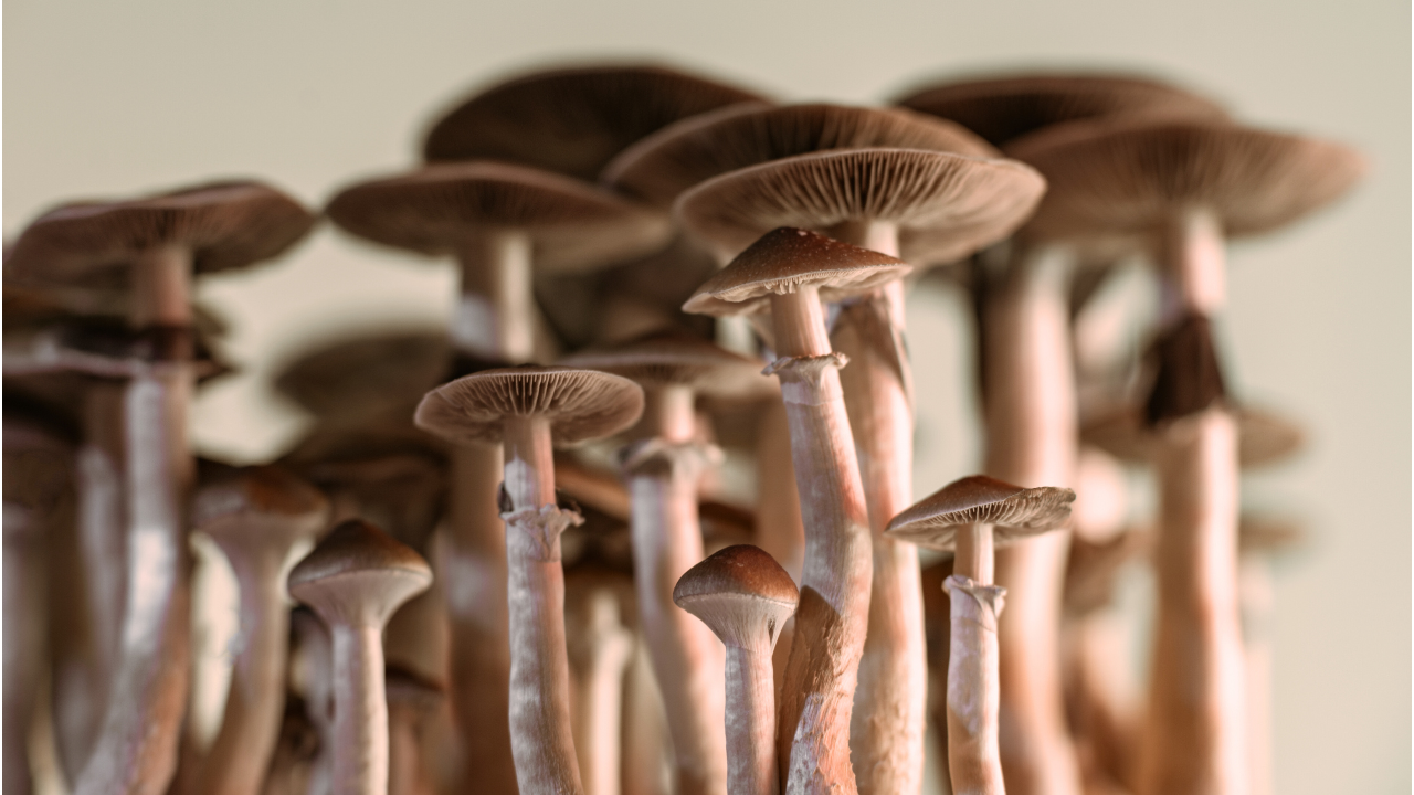 Sacred Fungi